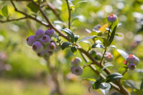blueberry planting