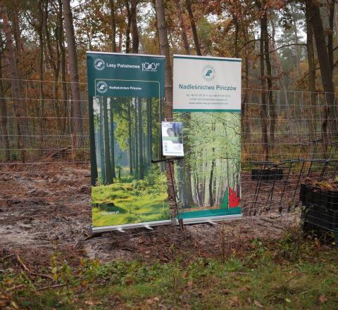 Two promoting roll-ups standing in the autumn forest.