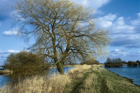 Old tree by the water in Germany.