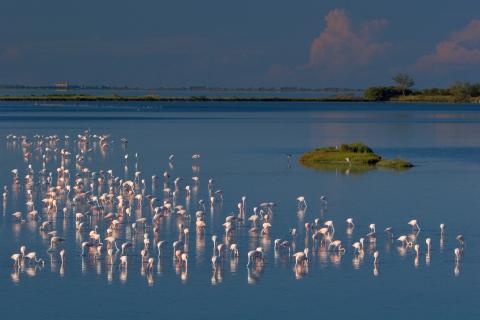 Lagoon with flamencos in Po Delta area, Emilia-Romagna region