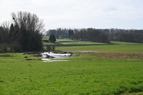 i see a lawn, a pond and a lot of trees