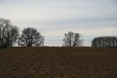 there are trees, there is sky and ground