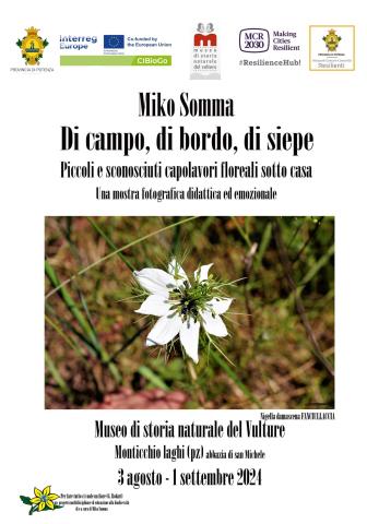 Little and unknown floral masterpieces i see words, sentences, a white flower in the middle of a lot of grass