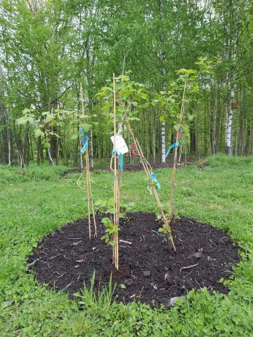 Compost used as a soil improver for plants.