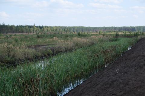 Growing cattails as paludiculture in Kaigu bog, Latvia