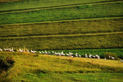 High Nature Value (HNV) farmed landscape in Harghita County, Romania