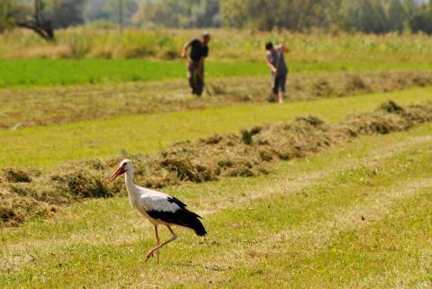 High Nature Value (HNV) farmed landscape in Harghita County, Romania