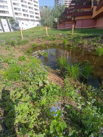 Small wetland created as part of the project