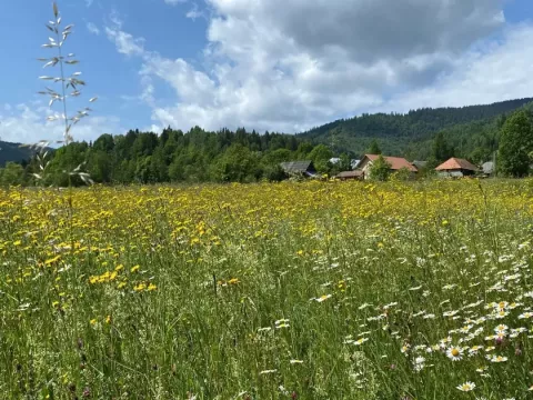 study visit meadows and houses