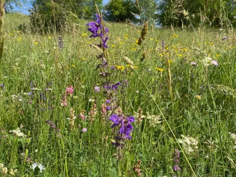 sttdy visit flowers and meadow