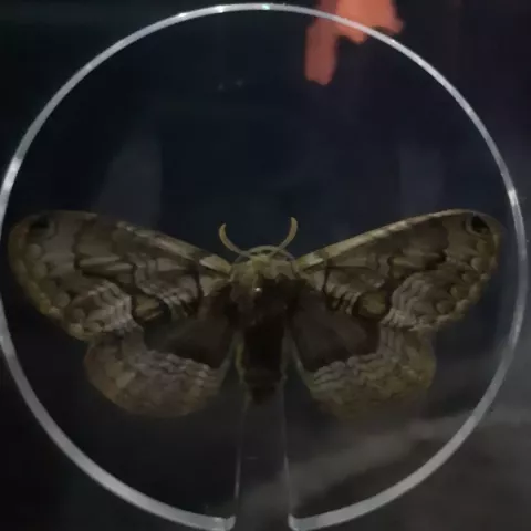 Event Insect
