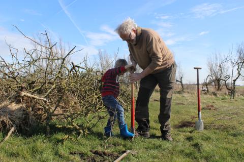 Child and his grandfather are helping plant a tree.