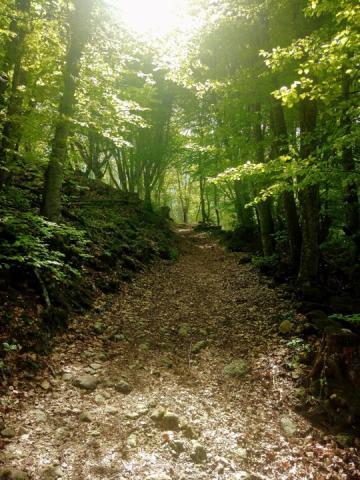 Renovated and cleaned paths