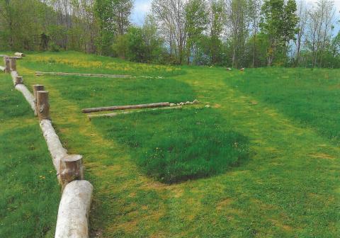 Patches of grass lect in wild state to enhance biodiversity Patches of grass