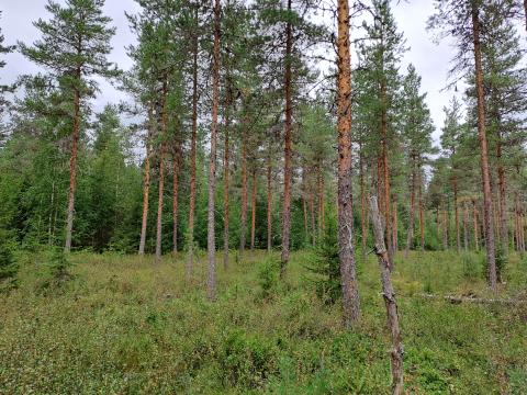 Thin orange-barked pine trees in a peaty area with sparrows and spruce seedlings in the field layer. Poorly growing pine forest in mire area, Central Finland.