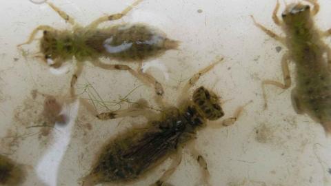 Rivers Project_Sampling biological quality