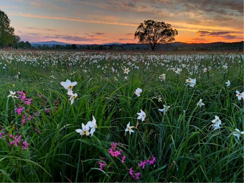 Restored Narcissus Valley site Narcissus valley in Ukraine in the early morning