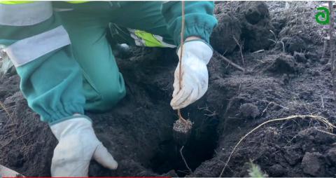 deciduous tress planting hardwoods