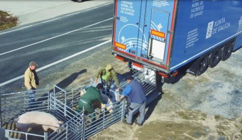 Preparing pigs View of animal preparation
