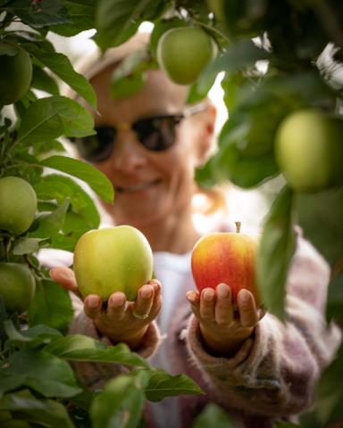 The Apple Trail of Sandomierz - orchard