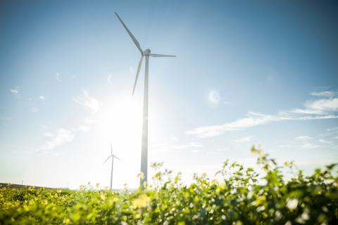 Two wind turbines in a field of flowers