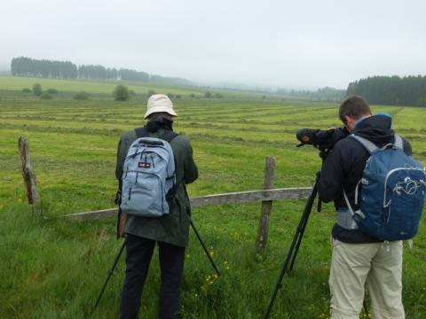 Birds monitoring on the field in Wallonia Birds monitoring with Natagora volunteers