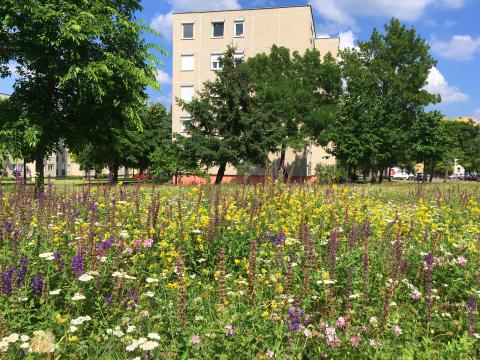 Wildflower meadow in Haszkovo Housing Estate in Veszprá, Hungary