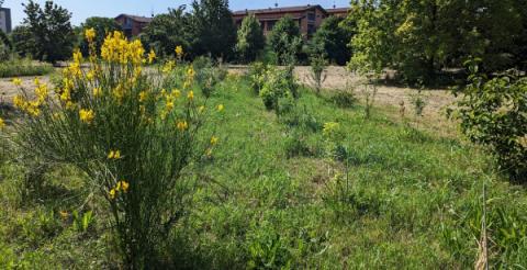 Climate-friendly parks - Field hedges Climate-friendly parks - Field hedges