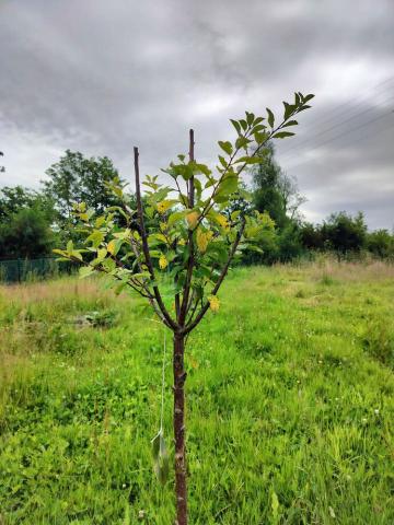 One of the 1000000 million of trees planted thanks to Yes We Plant initiative