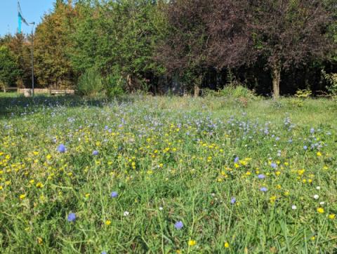 Climate friendly parks - Meadows Climate friendly parks - Meadows