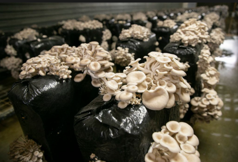 oyster mushrooms tent2
