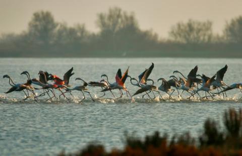 Flamingos, Po Delta area, Emilia-Romagna region 