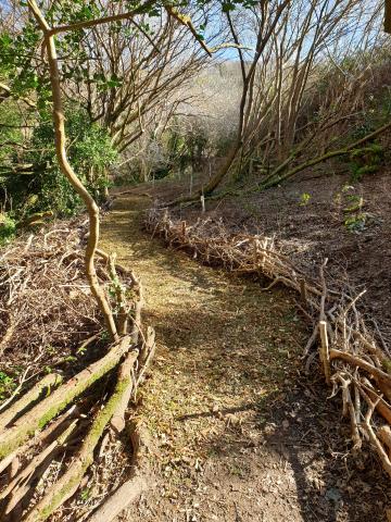 Newly created path with dead hedging either side new path running through woods