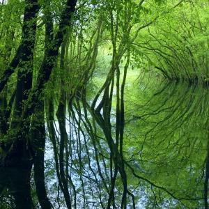 Flooded forest of Punte Alberete (RA),  Po Delta area, Emilia-Romagna region 