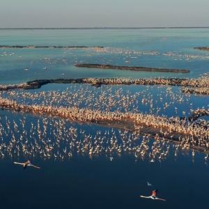 Flamingos in lagoon, Po Delta area, Emilia-Romagna region