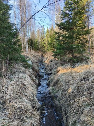 Unexcavated section of a ditch in a commercial forest Unexcavated section of a ditch in a commercial forest