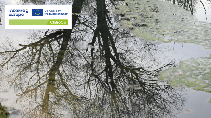 First peer review, 2° day i see a tree, a pond, there is water and logo