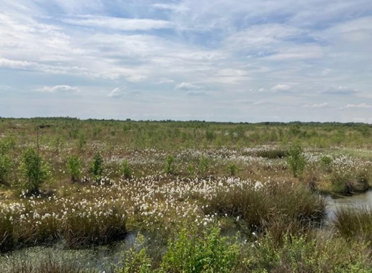 Raised peat bog area Bargerveen Raised peat bog area Bargerveen