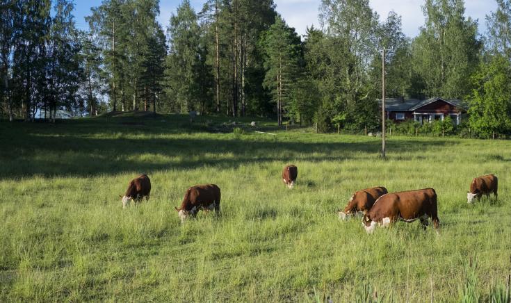 Cows grazing in field Cows grazing in field