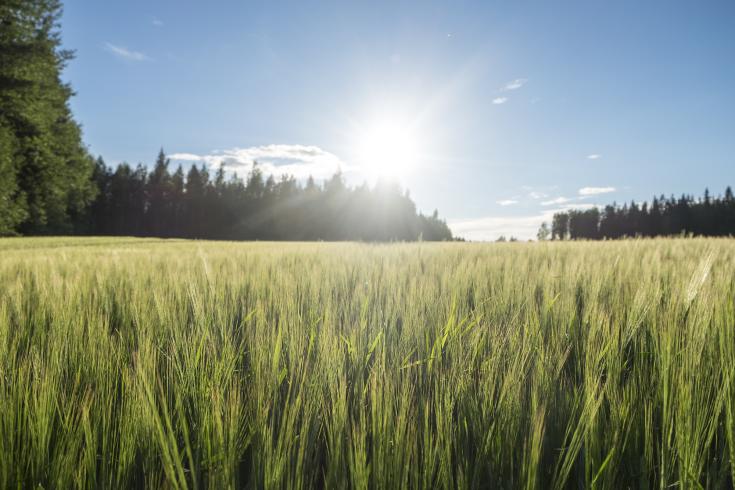 Field in the sun