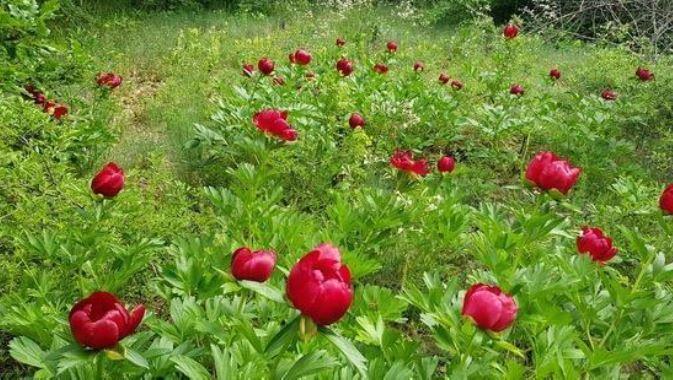 Field of tulip flowers Field of tulip flowers