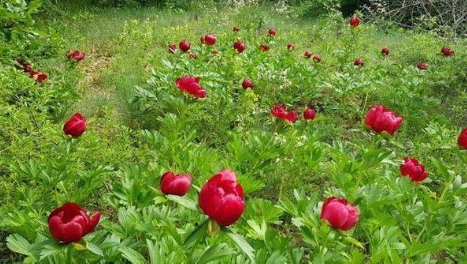 Field of tulip flowers