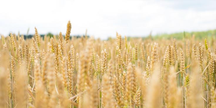 Field of wheat Field of wheat