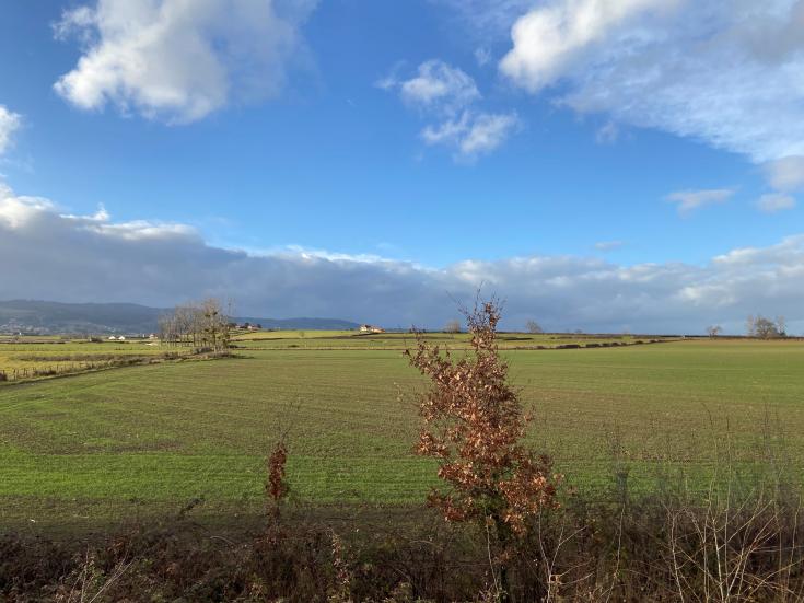 Plants bordering a field with a half cloudy sky