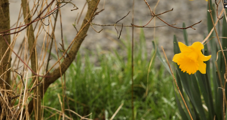 Tecoma Stans flowering in greenery