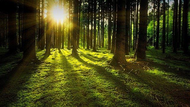 Forest with sunlight shining through