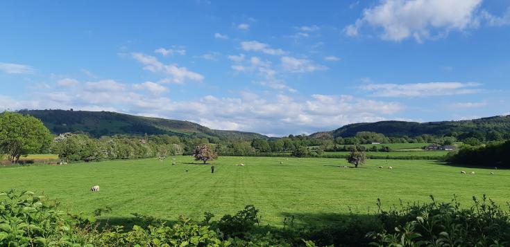 Green Landscape