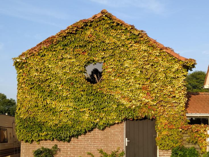 House covered with plants House covered with plants