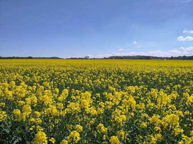 Rapeseed field