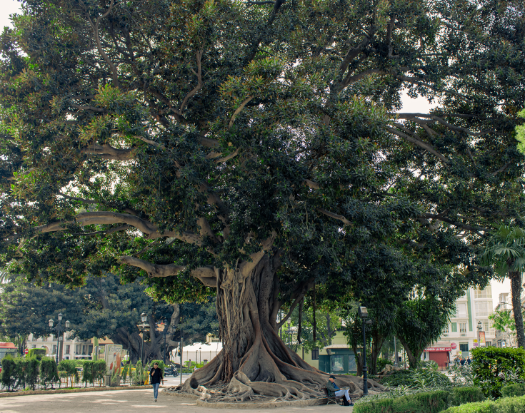 Big old tree in a city park